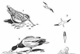 Питание птиц (кормовое поведение) Приведи примеры птиц различающихся способом питания