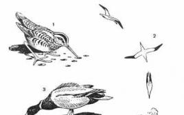 Питание птиц (кормовое поведение) Приведи примеры птиц различающихся способом питания